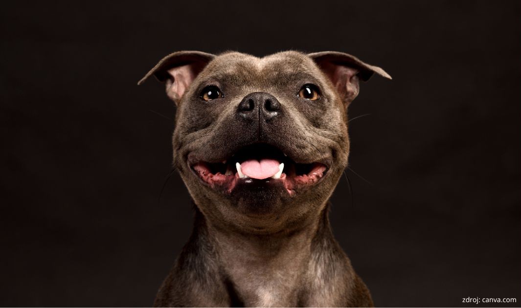 stafordsirsky bulterier sprievodca plemenom